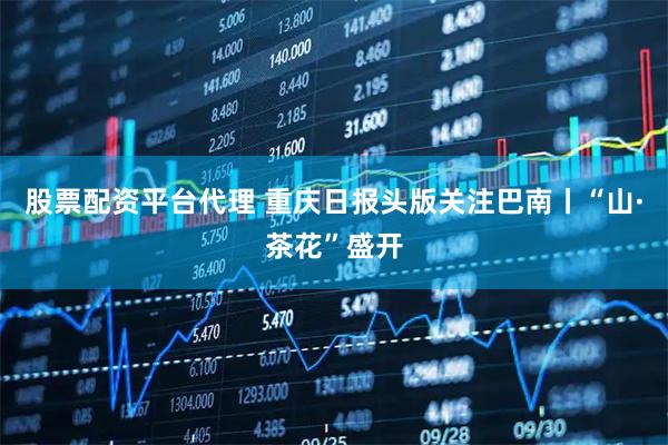 股票配资平台代理 重庆日报头版关注巴南丨“山·茶花”盛开